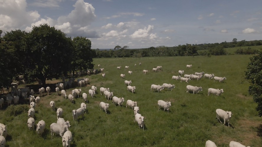 A unidade de Tangará da Serra (MT) é uma das beneficiadas pela adoção de tecnologias de rastreamento do gado