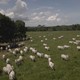 Histórico de compromissos e práticas garante a Marfrig pioneirismo na pecuária sustentável